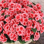 Hananona 12 Pcs Artificial Geranium Flowers for Outdoors Geranium Silk Flowers Outdoor UV Resistant Garden Plants Faux Flowers for Home Kitchen Table Centerpieces Decor (12, Peach) - Image 7
