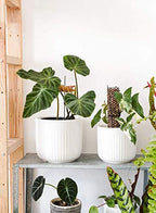 LE TAUCI Ceramic Planters, 8.3/7/6 Inch Indoor Pots for Plants with Drainage Holes & Mesh, Modern Matte Glaze Cylinder Fluted Plant Pot for Snake Plant, Set of 3, White - Image 4