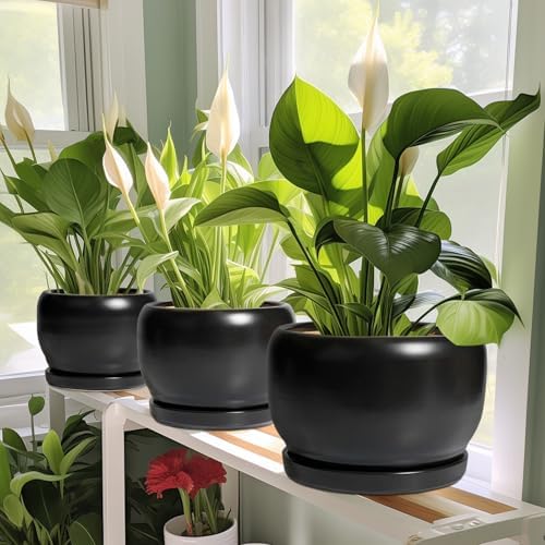 SQOWL Ceramic Plant Pots - 8 Inch Planter Indoor, Round Flower Pot with Drainage Hole and Saucer, Modern Outdoor Planter, Apartment Decor, Gifts for Plant Lovers, Black - Image 6