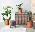 D'vine Dev 3-Pack Classic Terracotta Pots & Saucers, 6/8/10 in, 40-T-C-0 - Image 2