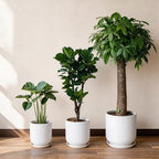 Deep Dream 10 Inch Ceramic Pots for Plants, Heavy Plant Pot for Indoor Outdoor Plants, Large Plant Pot with Drainage Hole and Saucer, Modern Tall Flower Pot, Gifts for Plant Lovers, White - Image 6
