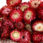 MIHUAGE Dried Flower 40PCS Daisy Bouquet 100% Natural Chrysanthemum Dry Flower with Stem for Vase Home décor Party DIY Arrangement Wheat Straw Bulk (Burgundy) - Image 4