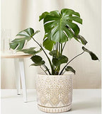 8 Inch + 6 Inch Indoor Plant Pot with Drainage Holes and Saucers, Ceramic Planter for Plants, Succulent Orchid Flower Pots - Image 7