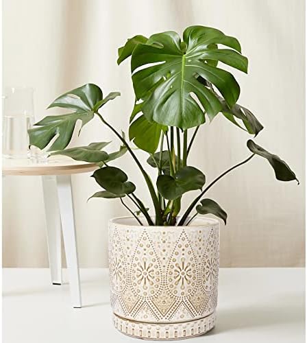 8 Inch + 6 Inch Indoor Plant Pot with Drainage Holes and Saucers, Ceramic Planter for Plants, Succulent Orchid Flower Pots - Image 7