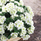 Hananona 12 Pcs Artificial Geranium Flowers for Outdoors Geranium White Silk Flowers Outdoor UV Resistant Garden Plants Faux Flowers for Home Kitchen Table Centerpieces Decor (12, White) - Image 6