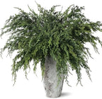 12Pcs 36" Long Artificial Christmas Cedar Pine Branches for Vase Decoration by YXZZWL