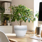 Ceramic Plant Pot - 6 Inch Ceramic Pots Indoor, White-Grey - Image 5