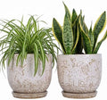 Claybourne Embossed Terracotta Plant Pots with Drainage Hole & Saucer, 4/6/8 Inch, Indoor/Outdoor Planter with Pebbles (White（Forest Elf）, 6 inch) by Claybourne