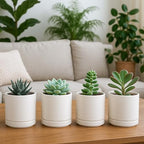D'vine Dev Set of 4 Small Ceramic Plant Pots, 3.5 Inch Succulent Planter Pot for Plants with Drainage Hole and Saucer, Oatmeal, 94-X-A-8 - Image 3
