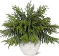 40Pcs 18"Lifelike Touch Artificial Christmas Norfolk Pine Branches for Vase by Juxdp