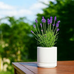 D'vine Dev 4-Pack Ceramic Pots with Saucers, White, 4.7 in, 94-X-B-1 - Image 7