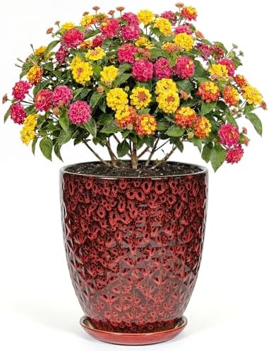 9.5 Inch Flower Pots for Indoor Plants,Ceramic Planter with Saucer Drainage Leak-Proof Mesh Gardening Gloves (Diamond Red) by Unknown