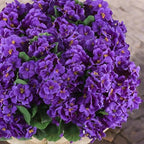 Hananona 12 Pcs Artificial Geranium Flowers for Outdoors Geranium Silk Flowers Outdoor UV Resistant Garden Plants Faux Flowers for Home Kitchen Table Centerpieces Decor (12, Purple) - Image 7
