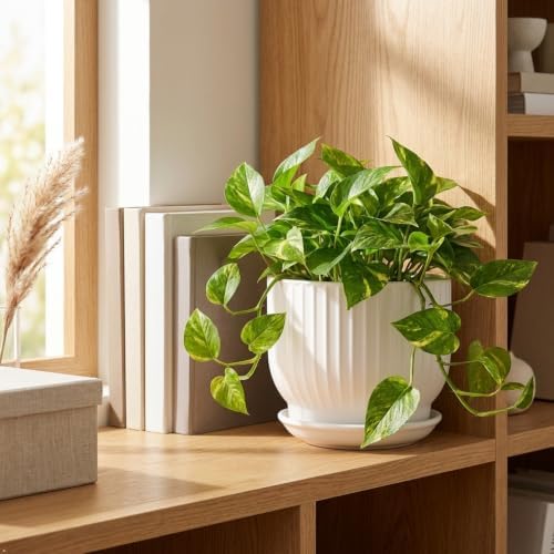 8 Inch Ceramic Plant Pot,White - Image 7