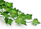 Unilove 168 feet Fake Foliage Garland Leaves Decoration Artificial Greenery Ivy Vine Plants for Home Decor Indoor Outdoors (Ivy Leaves) - Image 3