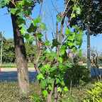 Artificial Rattan Tree Vines with Creeper Leaves Climbing Ivy Branches Grapevines UV Resistant Greenery Garland for Home Garden Landscape wall Hanging Climber Habitat Decor 43” (Green - Pack 4) - Image 4