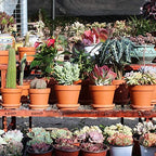 Terra Cotta Pots with Saucer- 6-Pack Large Clay Pots 5.5'' Ceramic Pottery Planter Cactus Flower Succulent Pot with Drainage Hole- Great for Plants,Crafts terra cotta planter - Image 4