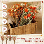 Layhit 4 Pack Large Size Boho Dried Flowers 15-17 Inch, Gerbera Daisy - Image 4