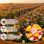 80 Pcs Natural Dried Daisy Flower Bouquet with 11.5" Stem, Colorful - Image 2